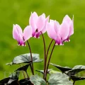 Bulbi Cyclamen Hederofolium