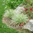 tulbaghia violacea silver lace usturoi ornamental 110x110