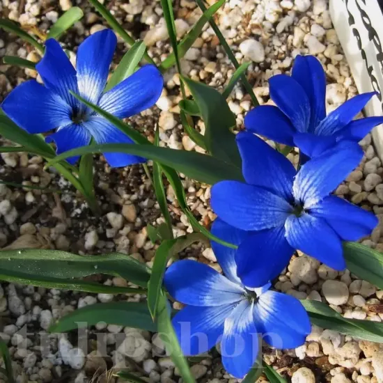 Bulbi Tecophilaea Cyanocrocus bulbi brandusa chile albastru intens plantare toamna