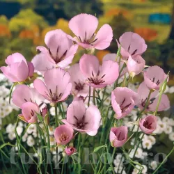 Bulbi Calochortus Cupido