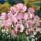 Bulbi Calochortus Cupido
