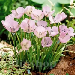 Bulbi Calochortus Cupido