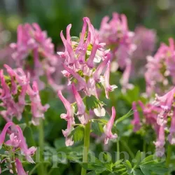 Bulbi Corydalis Beth Evans (Brebenei) Bulbi Corydalis Beth Evans (Brebenei)