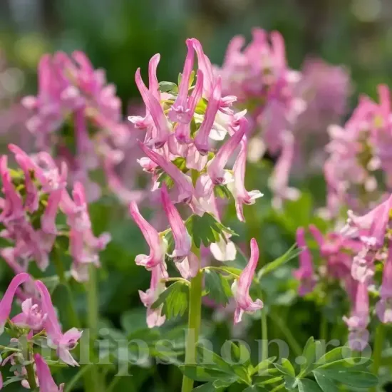 Bulbi Corydalis Beth Evans (Brebenei) bulbi corydalis beth evans brebenei flori roz