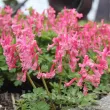 Bulbi Corydalis Beth Evans (Brebenei) bulbi corydalis beth evans inflorire timpurie primavara 110x110