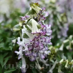 Bulbi Corydalis Merlin (Brebenei)