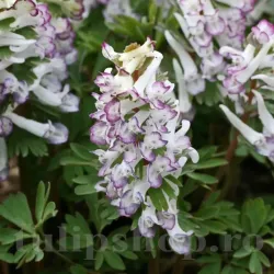 Bulbi Corydalis Merlin (Brebenei)