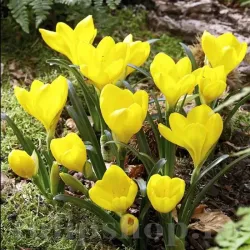 Bulbi Sternbergia Lutea