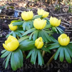 Bulbi Eranthis Cilicica
