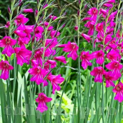 Bulbi Gladiolus Byzantinus