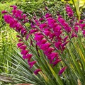 Bulbi Gladiolus Byzantinus