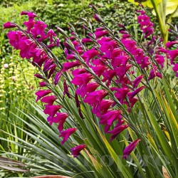 Bulbi Gladiolus Byzantinus