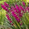 Bulbi Gladiolus Byzantinus
