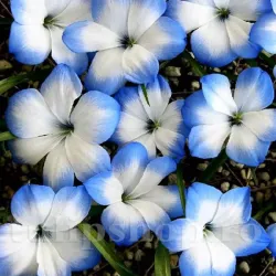 Bulbi Tecophilaea Leichtlinii