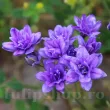 bulbi triteleia aquarius albastru violet 110x110
