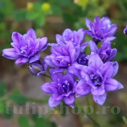 Bulbi Triteleia Aquarius