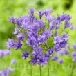 bulbi triteleia aquarius lavanda plantare toamna 110x110
