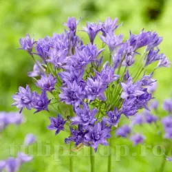 Bulbi Triteleia Aquarius