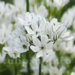 bulbi triteleia hyacinthina albe tip zambila 110x110