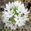 bulbi triteleia hyacinthina flori taiate plantare toamna 110x110
