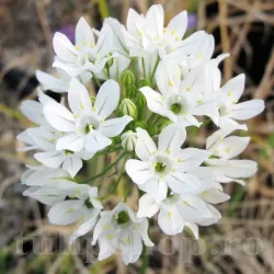 Bulbi Triteleia Hyacinthina