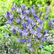 Bulbi Triteleia Queen Fabiola (Brodiaea) - Toamna bulbi triteleia queen fabiola plantare toamna gradina 110x110