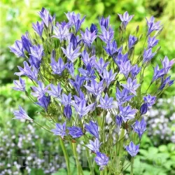 Bulbi Triteleia Queen Fabiola (Brodiaea) - Toamna