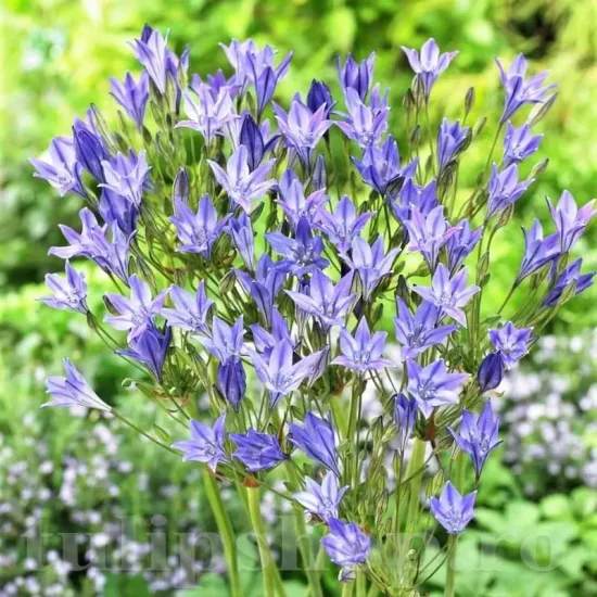 Bulbi Triteleia Queen Fabiola (Brodiaea) - Toamna bulbi triteleia queen fabiola plantare toamna gradina