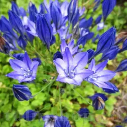 Bulbi Triteleia Queen Fabiola (Brodiaea) - Toamna