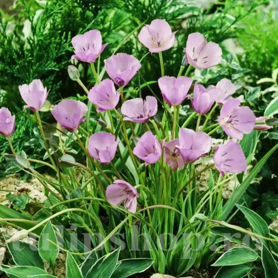 Bulbi Calochortus Cupido calochortus cupido bulbi flori plantare toamna