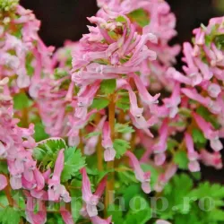 Bulbi Corydalis Beth Evans (Brebenei)