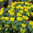 Bulbi Eranthis Cilicica eranthis cilicica flori galbene detaliu 110x110