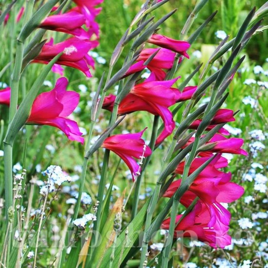 Bulbi Gladiolus Byzantinus gladiole bizantine flori magenta purpuriu detaliu