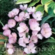 Bulbi Calochortus Cupido pachet bulbi calochortus cupido tulip shop 110x110