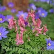 Bulbi Corydalis Beth Evans (Brebenei) pachet bulbi corydalis beth evans tulip shop 110x110