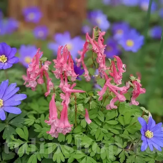 Bulbi Corydalis Beth Evans (Brebenei) pachet bulbi corydalis beth evans tulip shop
