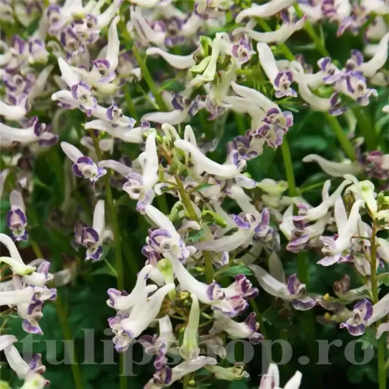 pachet bulbi corydalis merlin tulip shop