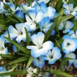 pachet bulbi tecophilaea leichtlinii tulip shop 110x110