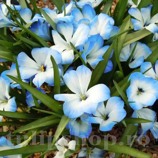 pachet bulbi tecophilaea leichtlinii tulip shop