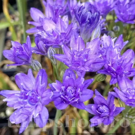 pachet bulbi triteleia aquarius tulip shop