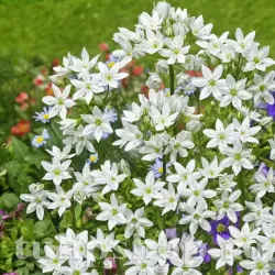 Bulbi Triteleia Hyacinthina