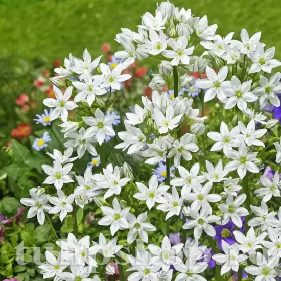 pachet bulbi triteleia hyacinthina tulip shop