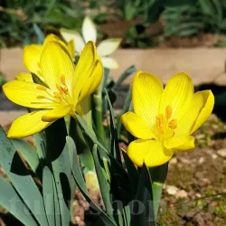 Bulbi Sternbergia Lutea