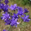 triteleia aquarius bulbi brodiaea flori taiate 110x110
