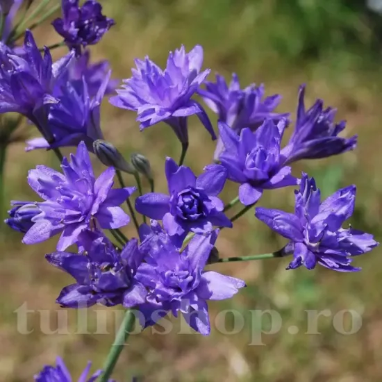 triteleia aquarius bulbi brodiaea flori taiate