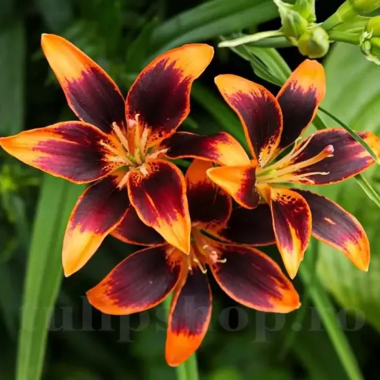 bulbi crin asiatic forever susan portocaliu negru primavara