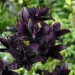 bulbi crin asiatic landini negru visiniu primavara 110x110