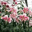 bulbi crin gigant anastasia alb roz primavara 110x110