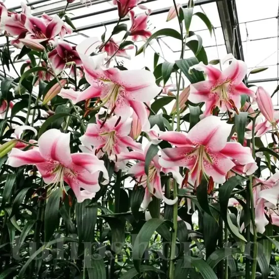 bulbi crin gigant anastasia alb roz primavara