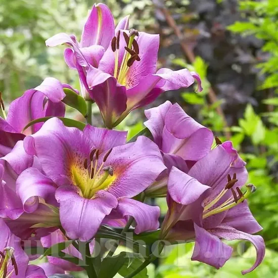 bulbi crin gigant purple lady purpuriu primavara